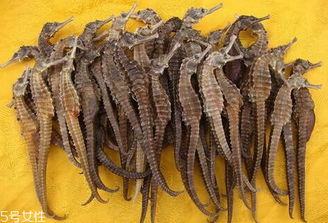 海馬多少錢一斤 海馬多少錢一克2018 海馬多少錢一斤 海馬多少錢一克2018