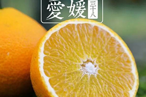 愛媛38號是橙子還是橘子？愛媛38號適合哪里種植？