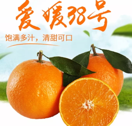 愛媛38號是橙子還是橘子？愛媛38號適合哪里種植？