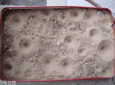 沙牛怎么養(yǎng)殖 沙?？梢匀斯ゐB(yǎng)殖嗎