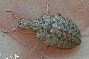 沙牛怎么養(yǎng)殖 沙?？梢匀斯ゐB(yǎng)殖嗎