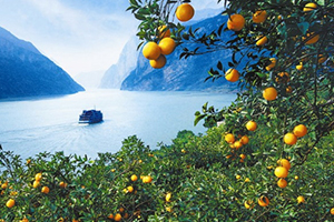 倫晚臍橙多少錢一斤？倫晚臍橙為什么這么火