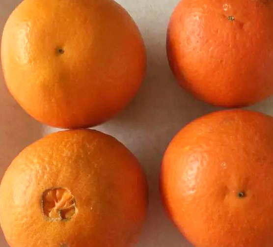 倫晚臍橙和夏橙哪個好？倫晚臍橙和其他橙子的區(qū)別