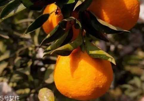 丑柑多少錢一斤 丑柑的挑選方法 丑柑多少錢一斤 丑柑的挑選方法