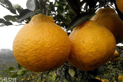丑柑多少錢一斤 丑柑的挑選方法 丑柑多少錢一斤 丑柑的挑選方法