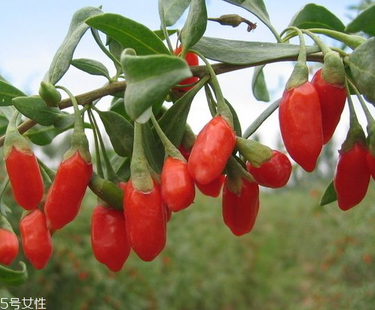 寧夏枸杞哪個(gè)牌子好？寧夏枸杞品牌推薦