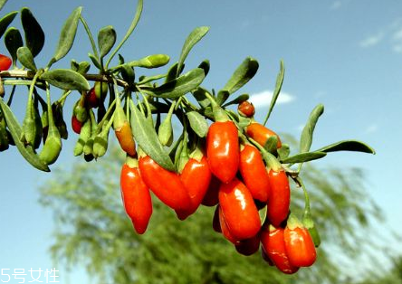 寧夏枸杞子多少錢一斤？寧夏枸杞價(jià)格