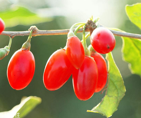 枸杞是哪個(gè)地方的特產(chǎn)？哪里產(chǎn)的枸杞好？