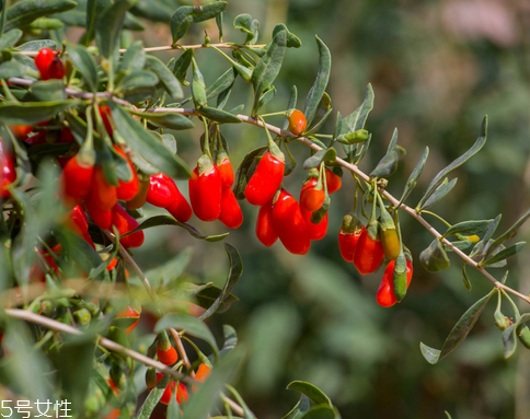 枸杞是哪個(gè)地方的特產(chǎn)？哪里產(chǎn)的枸杞好？