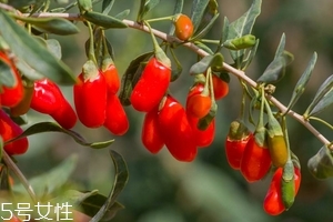 枸杞是發(fā)物嗎？枸杞屬于發(fā)物嗎？