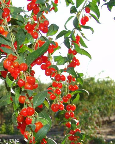 枸杞是發(fā)物嗎？枸杞屬于發(fā)物嗎？