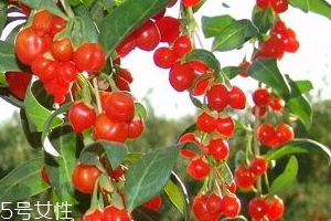 枸杞是大的好還是小的好？枸杞買大還是買??？