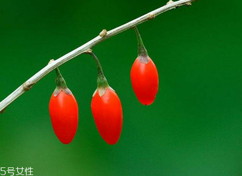枸杞是大的好還是小的好？枸杞買大還是買??？