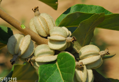 翅果油樹是騙局嗎 翅果油樹的經(jīng)濟(jì)價(jià)值 翅果油樹是騙局嗎 翅果油樹的經(jīng)濟(jì)價(jià)值