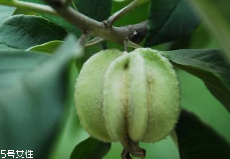 翅果油樹是騙局嗎 翅果油樹的經(jīng)濟(jì)價(jià)值 翅果油樹是騙局嗎 翅果油樹的經(jīng)濟(jì)價(jià)值