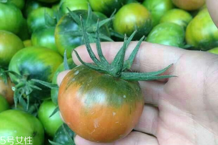 草莓柿子青的可以吃嗎 草莓柿子吃法 草莓柿子青的可以吃嗎 草莓柿子吃法