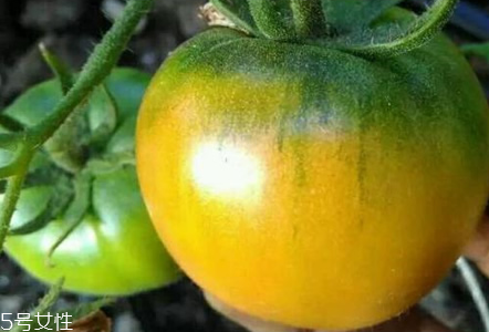 草莓柿子青的可以吃嗎 草莓柿子吃法 草莓柿子青的可以吃嗎 草莓柿子吃法