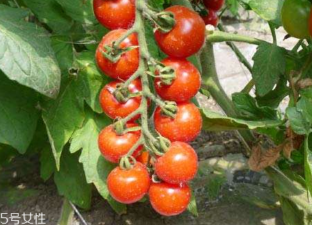 草莓柿子多少錢一斤 草莓柿子功效與作用 草莓柿子多少錢一斤 草莓柿子功效與作用