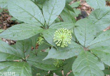 刺五加可以長期吃嗎 新鮮刺五加的吃法 刺五加可以長期吃嗎 新鮮刺五加的吃法