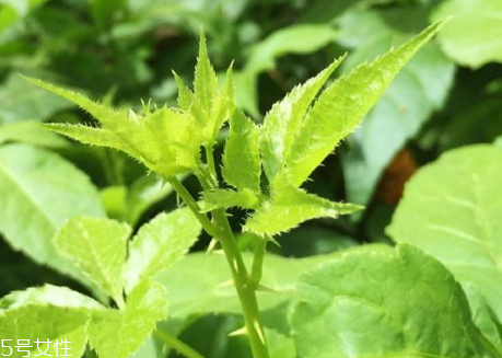 刺五加可以長期吃嗎 新鮮刺五加的吃法 刺五加可以長期吃嗎 新鮮刺五加的吃法