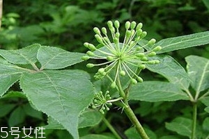 刺五加不能和什么一起吃 刺五加和什么相克 刺五加不能和什么一起吃 刺五加和什么相克