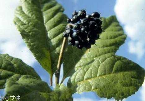 刺五加什么人不能吃 刺五加適合什么人吃 刺五加什么人不能吃 刺五加適合什么人吃