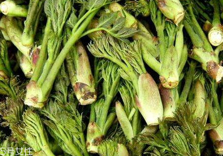 刺老芽可以包餃子嗎 刺老芽用什么包餃子 刺老芽可以包餃子嗎 刺老芽用什么包餃子