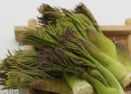 刺老芽怎么種植 刺老芽什么時(shí)候種植