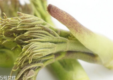 刺老芽怎么種植 刺老芽什么時(shí)候種植