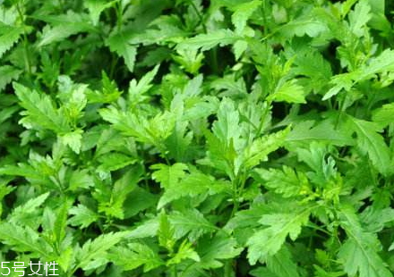 菊花腦不能和什么一起吃 菊花腦的禁忌 菊花腦不能和什么一起吃 菊花腦的禁忌