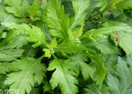 菊花腦什么時(shí)候種 菊花腦什么時(shí)候采收 菊花腦什么時(shí)候種 菊花腦什么時(shí)候采收