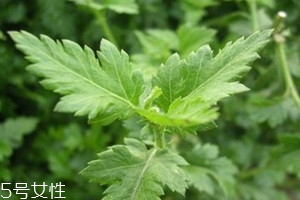 菊花腦什么時(shí)候種 菊花腦什么時(shí)候采收 菊花腦什么時(shí)候種 菊花腦什么時(shí)候采收