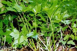 山芹菜怎么保存 山芹菜可以放冰箱嗎 山芹菜怎么保存 山芹菜可以放冰箱嗎