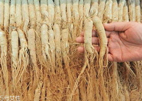 人參菜的根能吃嗎 人參菜根怎么吃 人參菜的根能吃嗎 人參菜根怎么吃