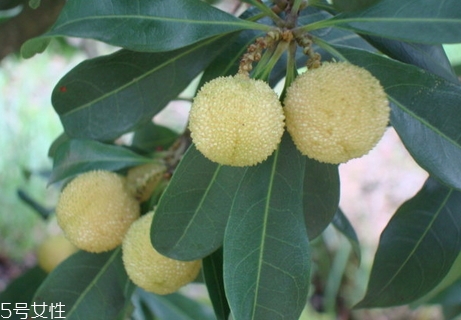 白楊梅好還是紅楊梅好吃？白楊梅和紅楊梅對(duì)比