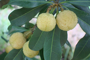 哪里能買到白楊梅？白楊梅上市時(shí)間