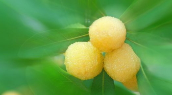 哪里能買到白楊梅？白楊梅上市時(shí)間