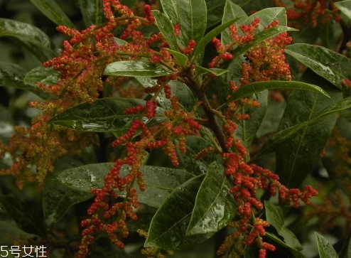 毛楊梅營(yíng)養(yǎng)功效 楊梅和毛楊梅的區(qū)別