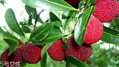 毛楊梅營(yíng)養(yǎng)功效 楊梅和毛楊梅的區(qū)別