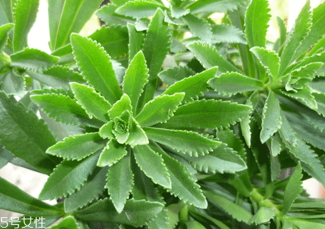 高鈣菜多少錢(qián)一斤 高鈣菜的營(yíng)養(yǎng)價(jià)值