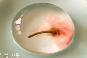 水信玄餅多少錢(qián)一個(gè) 水信玄餅什么時(shí)候有