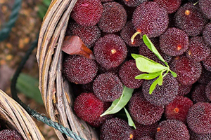 云南楊梅多少錢(qián)一斤？云南楊梅好吃嗎