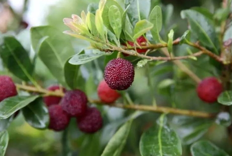 云南楊梅多少錢(qián)一斤？云南楊梅好吃嗎