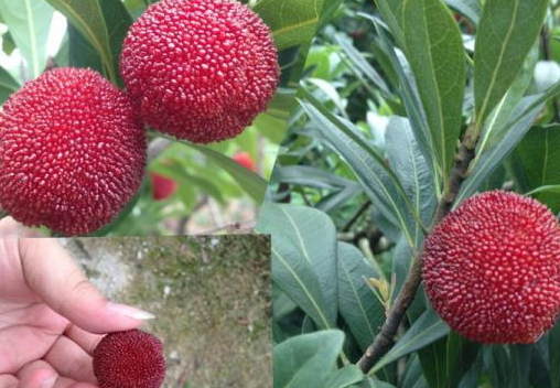 東魁楊梅好吃嗎？東魁楊梅為什么這么火