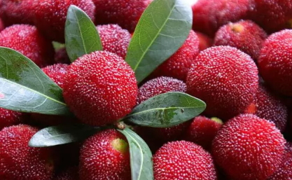 荸薺楊梅多少錢一斤？荸薺楊梅什么時(shí)候上市