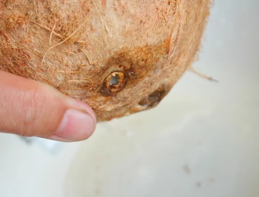 帶拉環(huán)的椰子怎么打開？拉環(huán)斷了椰子怎么打開