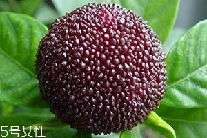 烏酥楊梅多少錢一斤？烏酥楊梅好吃嗎