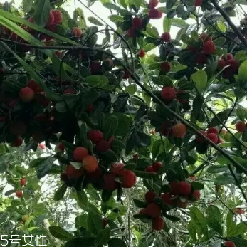 烏酥楊梅多少錢一斤？烏酥楊梅好吃嗎