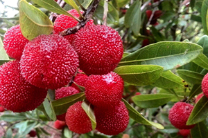 慈溪楊梅什么時候成熟？慈溪楊梅多少錢一斤