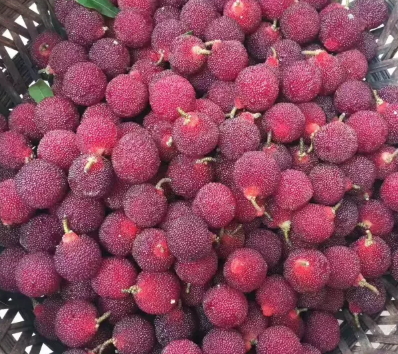 慈溪楊梅什么時候成熟？慈溪楊梅多少錢一斤